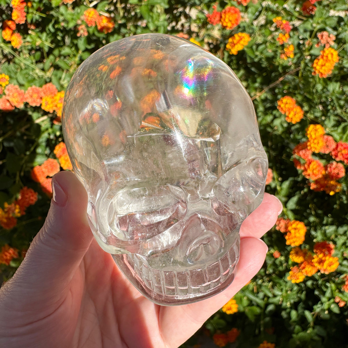 Clear Sirius Quartz Crystal Skull with Rainbows Carved by Leandro de Souza