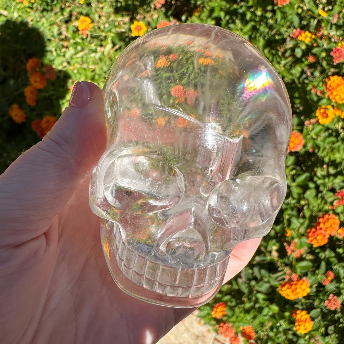 Clear Sirius Quartz Crystal Skull with Rainbows Carved by Leandro de Souza