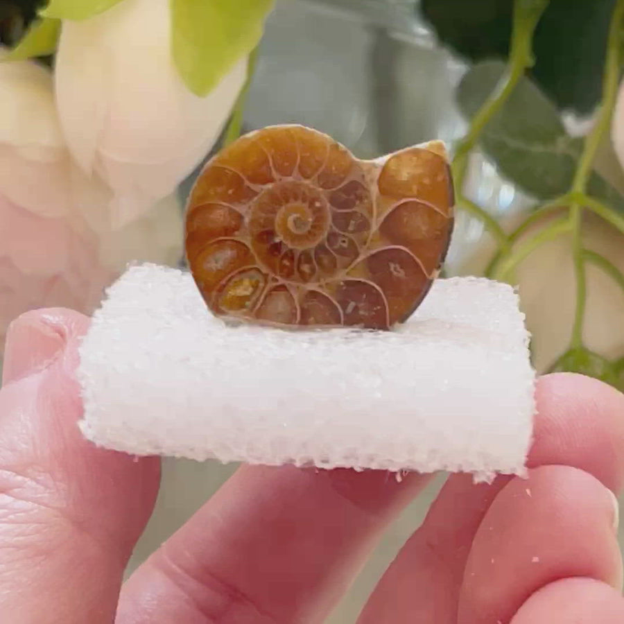 Polished Ammonite from Madagascar