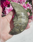 Large Gold Sheen Obsidian Moon