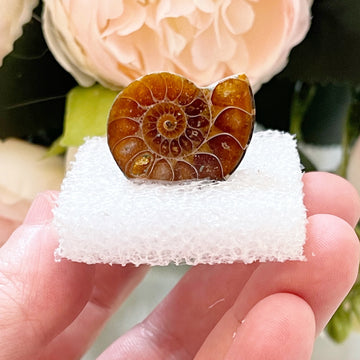 Polished Ammonite from Madagascar